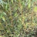金秋红蜜桃苗高度1.5米长势良好正在出售