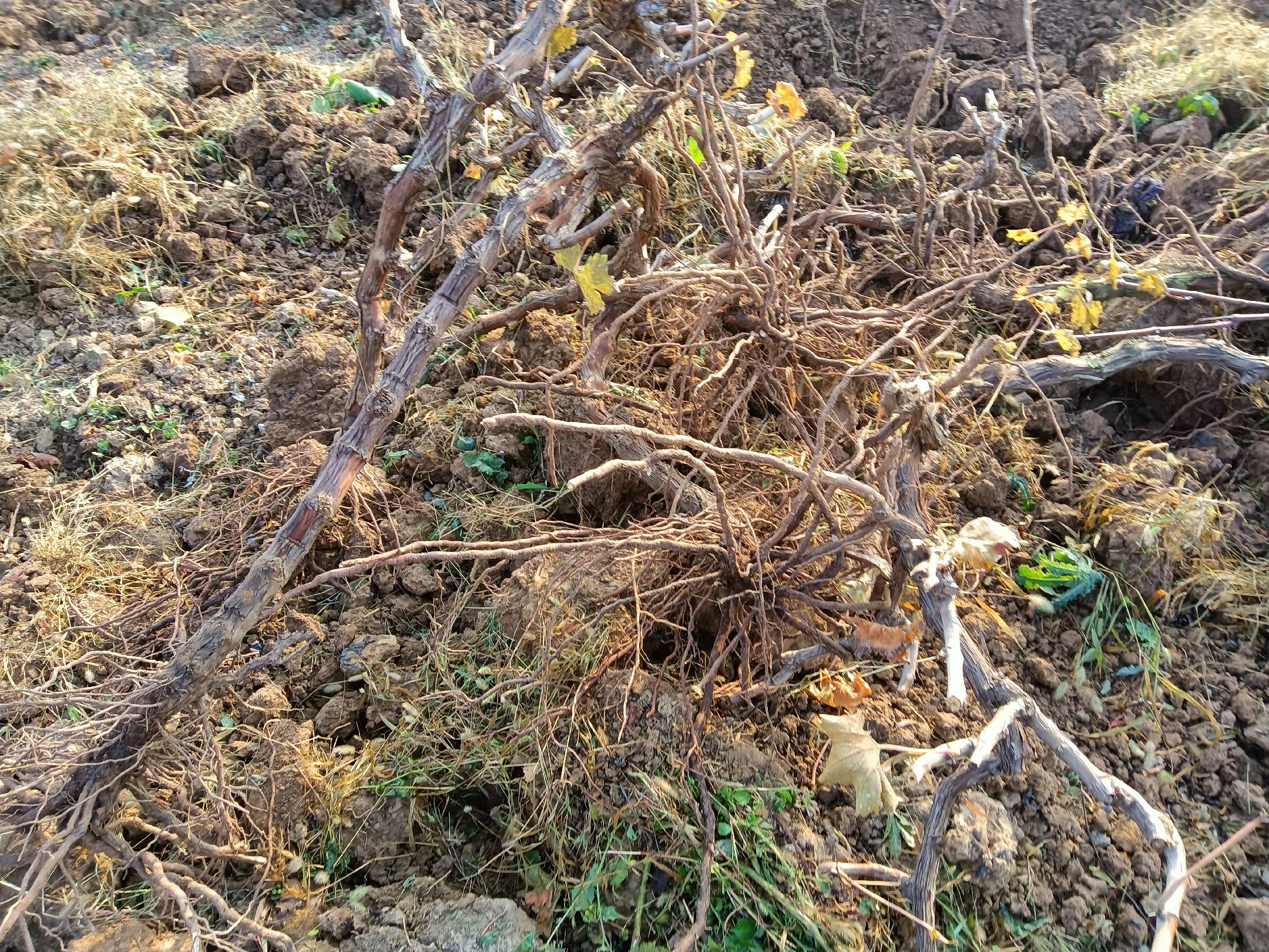 葡萄藤蔓埋土前后对比图