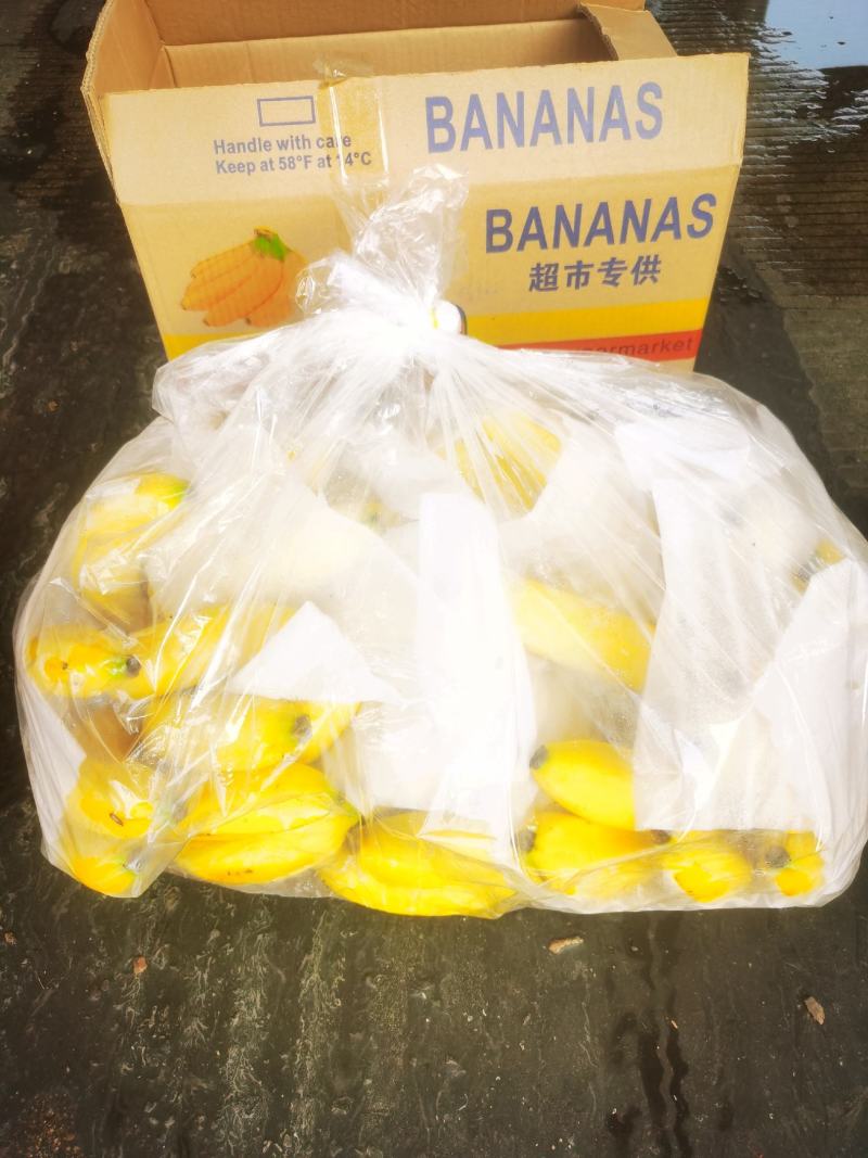 海南精品纯三把香蕉价格低