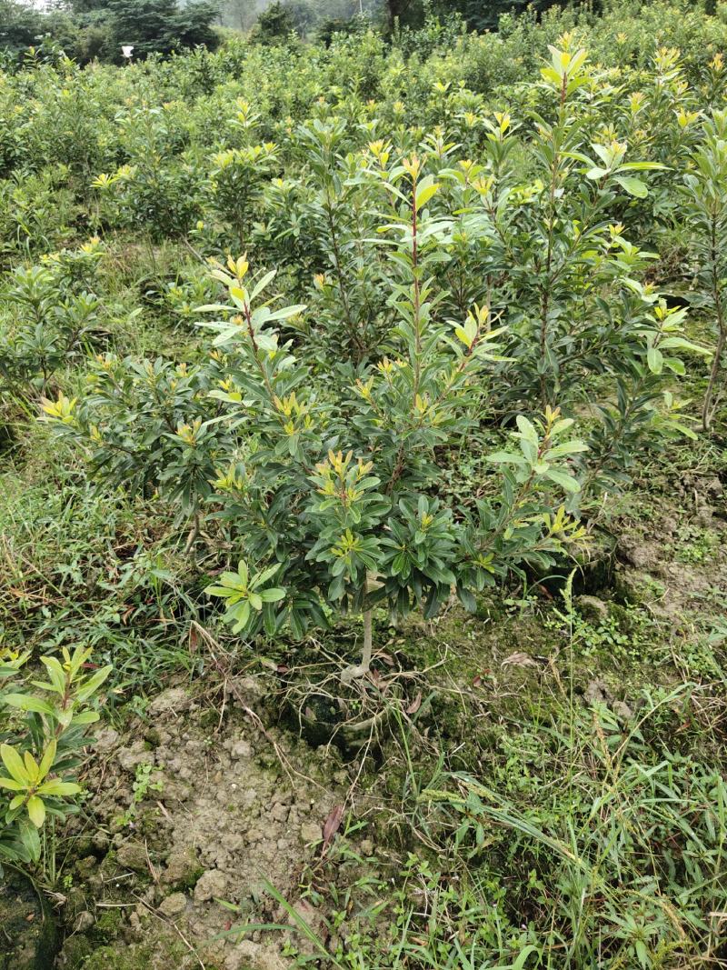 地径2公分营养袋嫁接杨梅苗，乌梅容器苗，成活率高