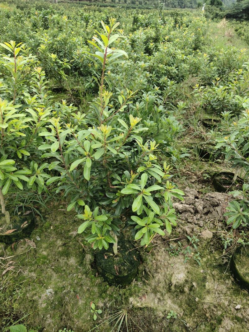 地径2公分营养袋嫁接杨梅苗，乌梅容器苗，成活率高