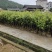地径2公分营养袋嫁接杨梅苗，乌梅容器苗，成活率高