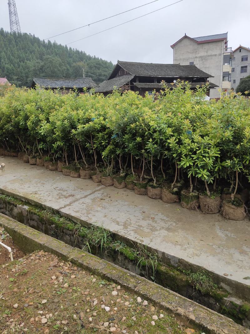 地径2公分营养袋嫁接杨梅苗，乌梅容器苗，成活率高