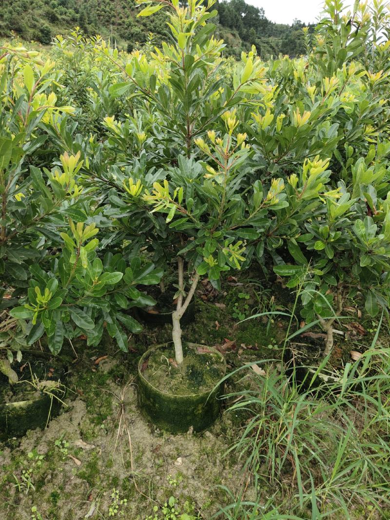 地径2公分营养袋嫁接杨梅苗，乌梅容器苗，成活率高