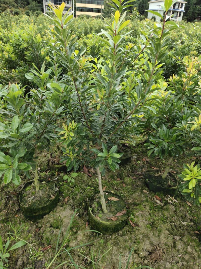 地径2公分营养袋嫁接杨梅苗，乌梅容器苗，成活率高