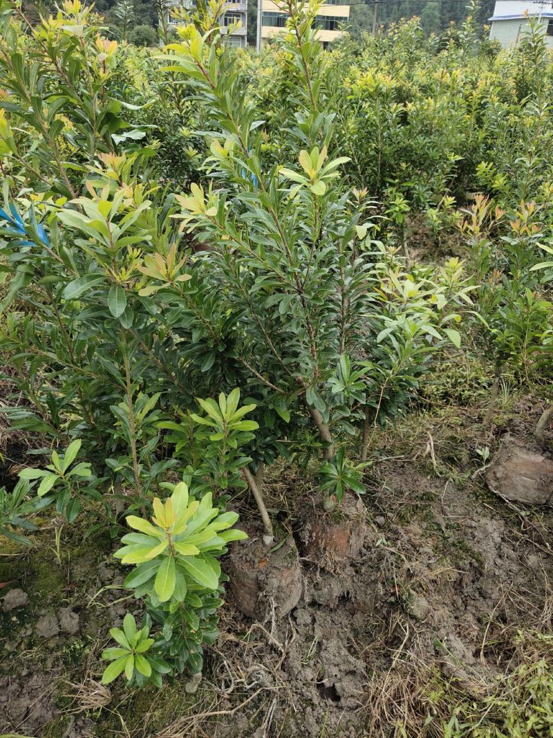 地径2公分营养袋嫁接杨梅苗，乌梅容器苗，成活率高