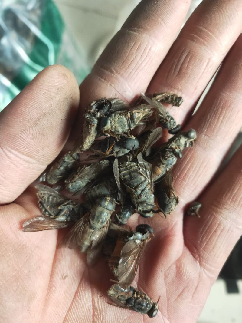 牛虻虻虫货好量大要多优惠需要联系我可批可零