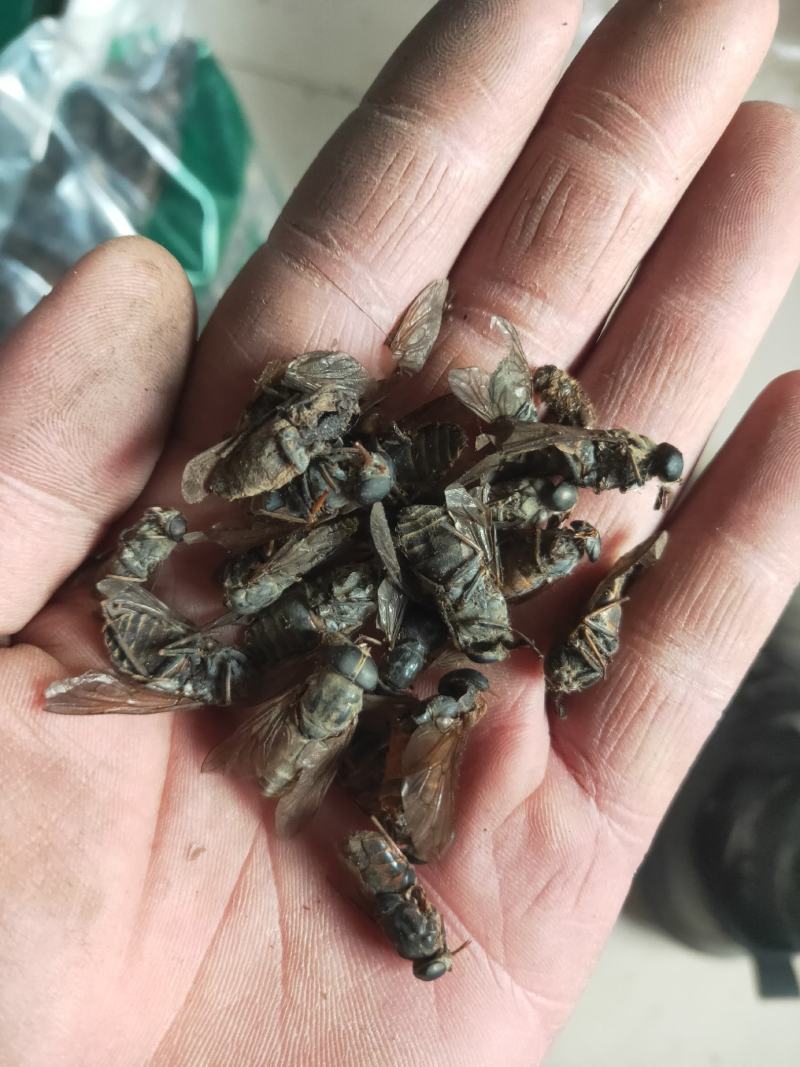 牛虻虻虫货好量大要多优惠需要联系我可批可零