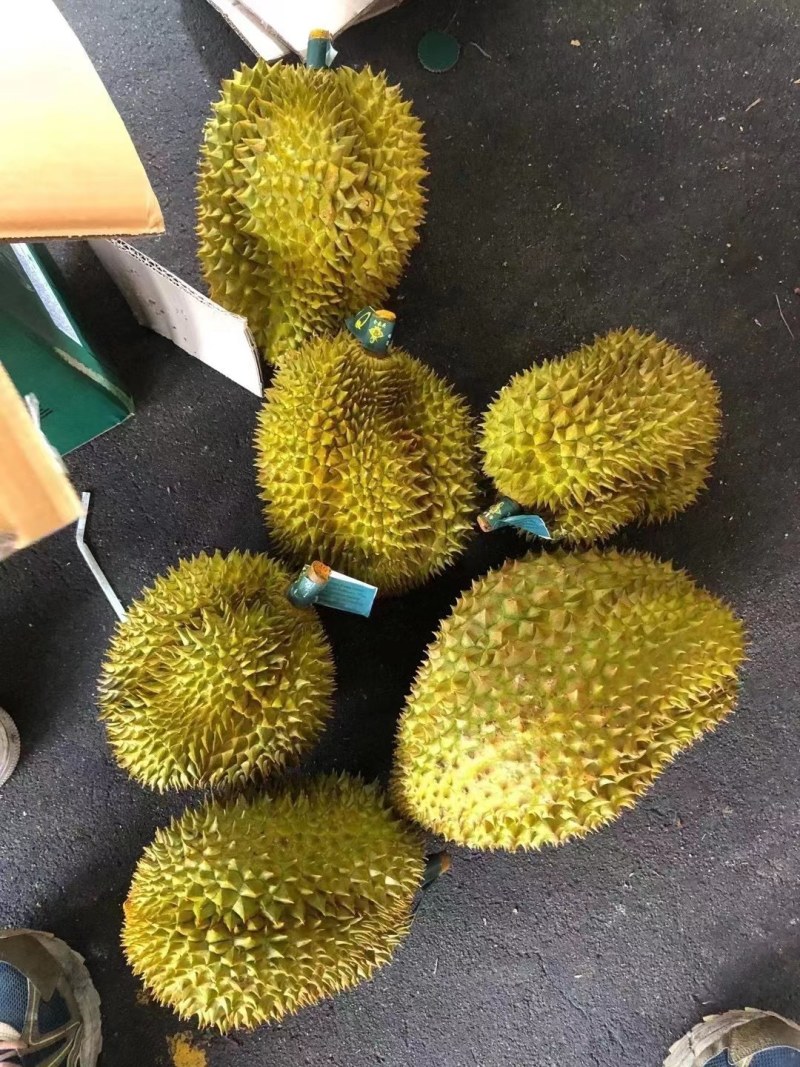 【一手货源常年有货】泰国金枕榴莲，大量供应，批发一件代发