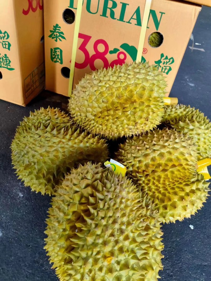 【一手货源常年有货】泰国金枕榴莲，大量供应，批发一件代发