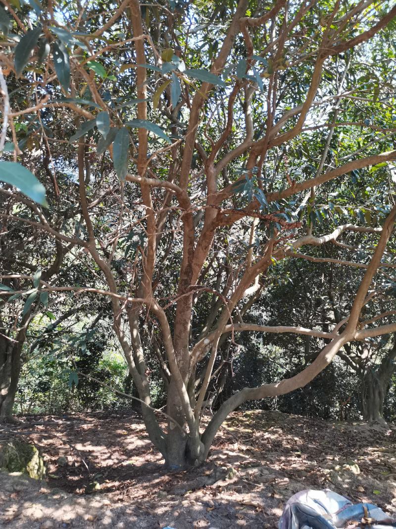 水蒲桃风景树景观树丛生单杆