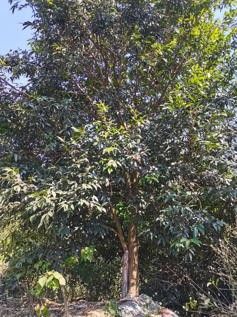 水蒲桃风景树景观树丛生单杆