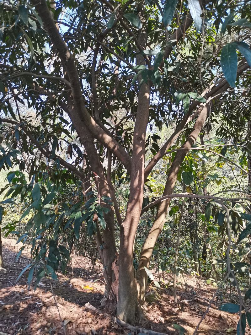 水蒲桃风景树景观树丛生单杆