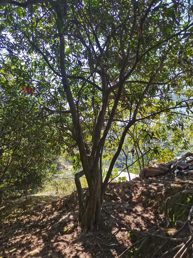 水蒲桃风景树景观树丛生单杆