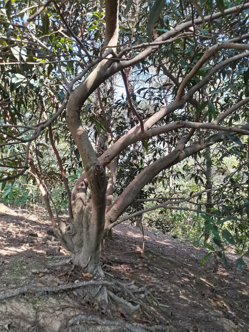 水蒲桃风景树景观树丛生单杆