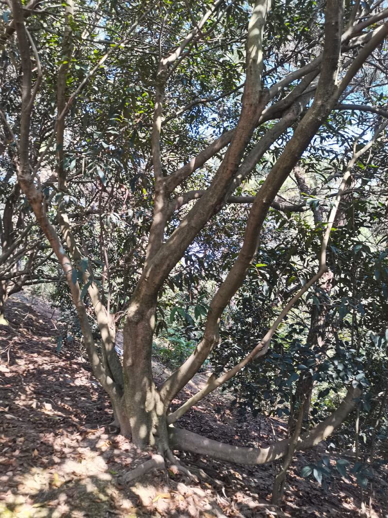 水蒲桃风景树景观树丛生单杆