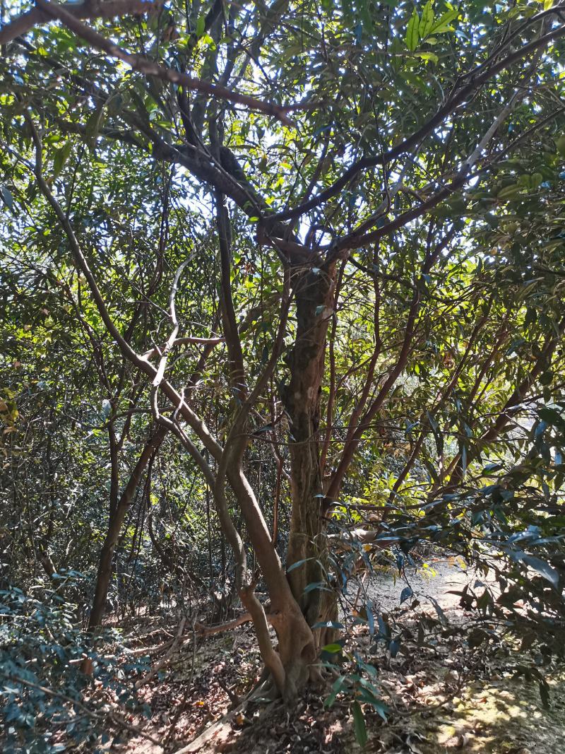 水蒲桃风景树景观树丛生单杆
