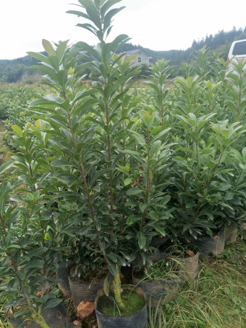 营养袋杨梅苗，乌梅容器苗，高成活，高效益。