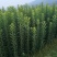提供技术，品质保证，供应一年生嫁接乌梅苗，荸荠杨梅苗。