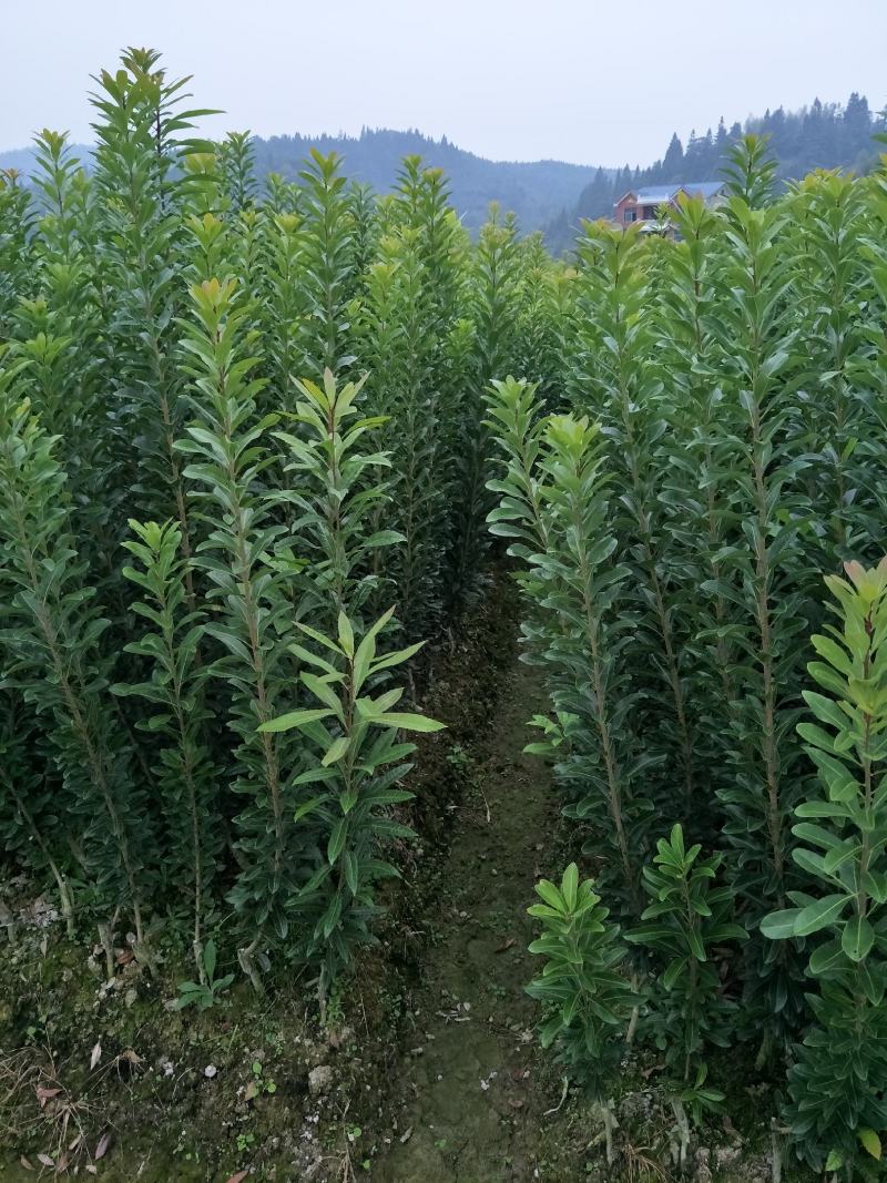 提供技术，品质保证，供应一年生嫁接乌梅苗，荸荠杨梅苗。