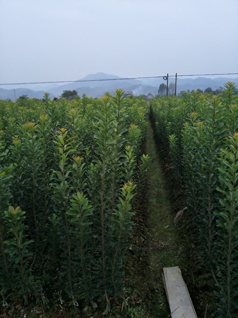提供技术，品质保证，供应一年生嫁接乌梅苗，荸荠杨梅苗。