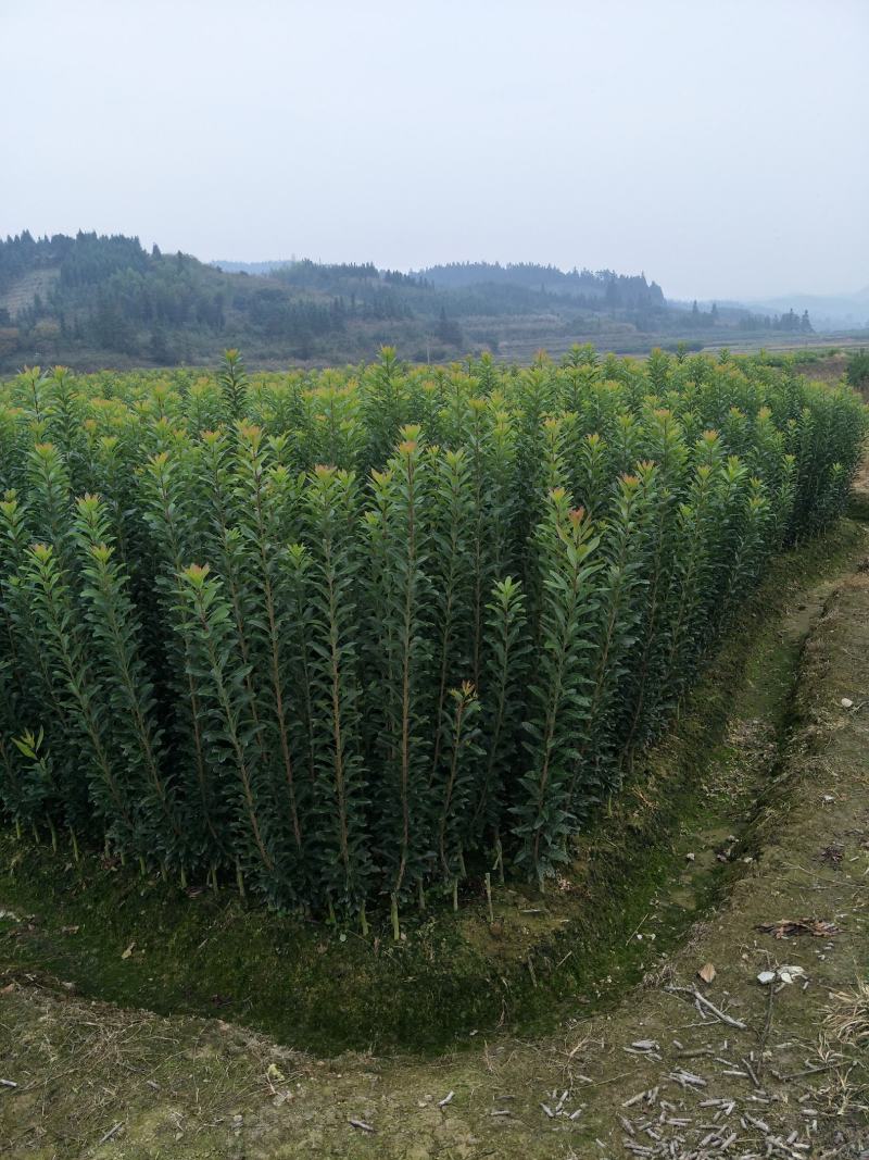 提供技术，品质保证，供应一年生嫁接乌梅苗，荸荠杨梅苗。