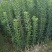 提供技术，品质保证，供应一年生嫁接乌梅苗，荸荠杨梅苗。
