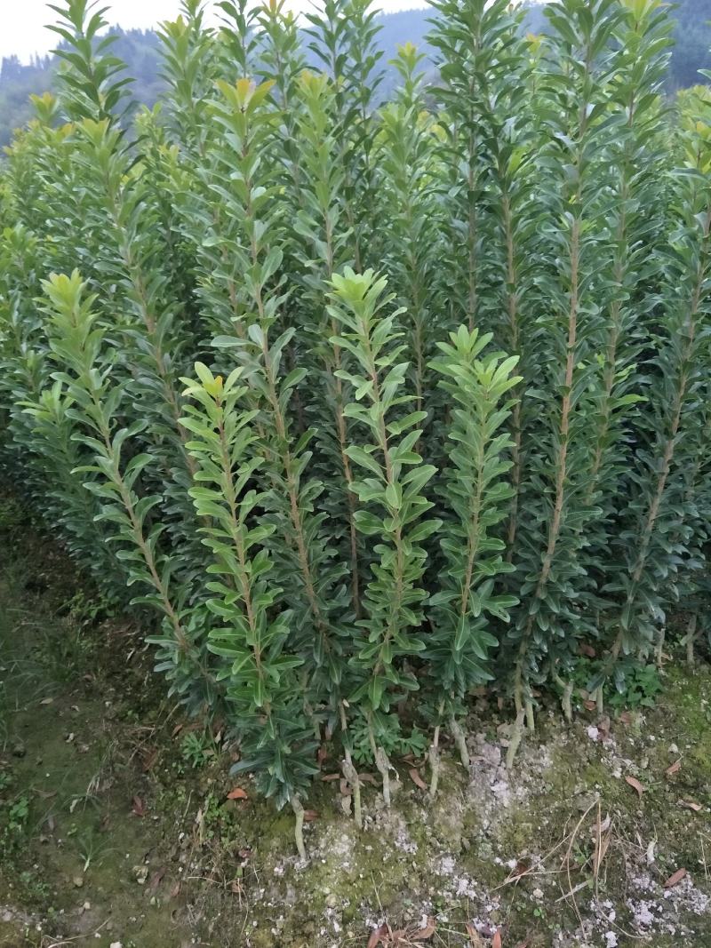 提供技术，品质保证，供应一年生嫁接乌梅苗，荸荠杨梅苗。