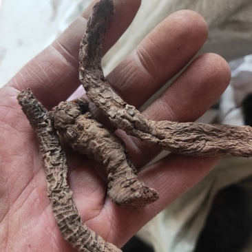 血三七净货纯干货不满意可以退换货冷背药材