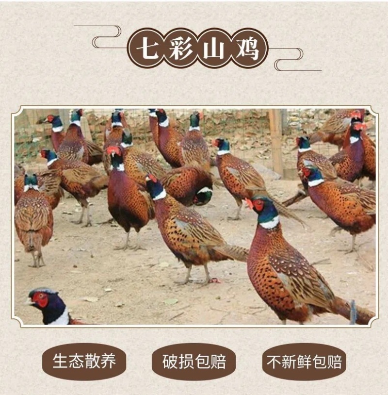 新鲜七彩山鸡蛋中的初生蛋，营养成分丰富蛋中稀有品种