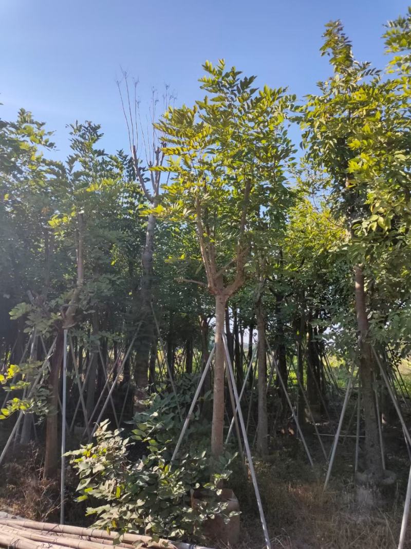 供应：12公分到15公分的骨架腊肠树
