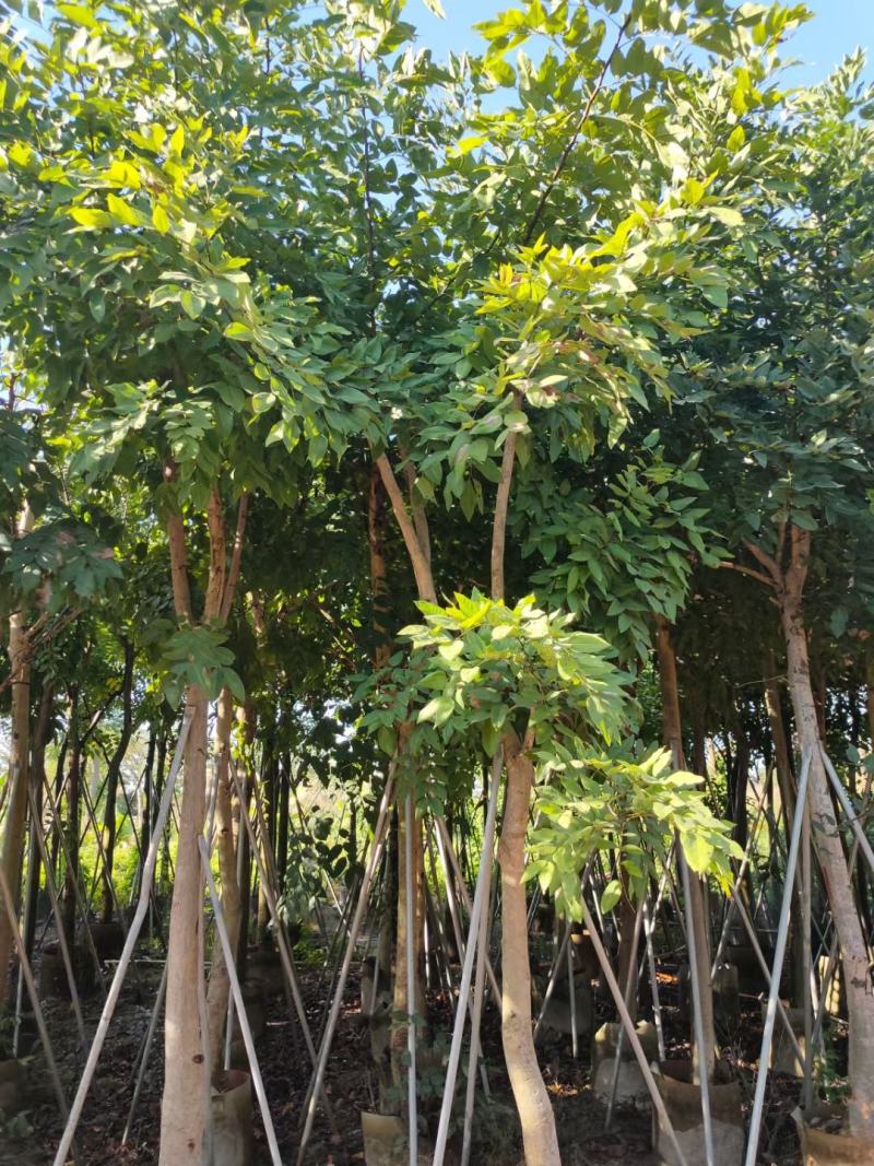 供应：12公分到15公分的骨架腊肠树
