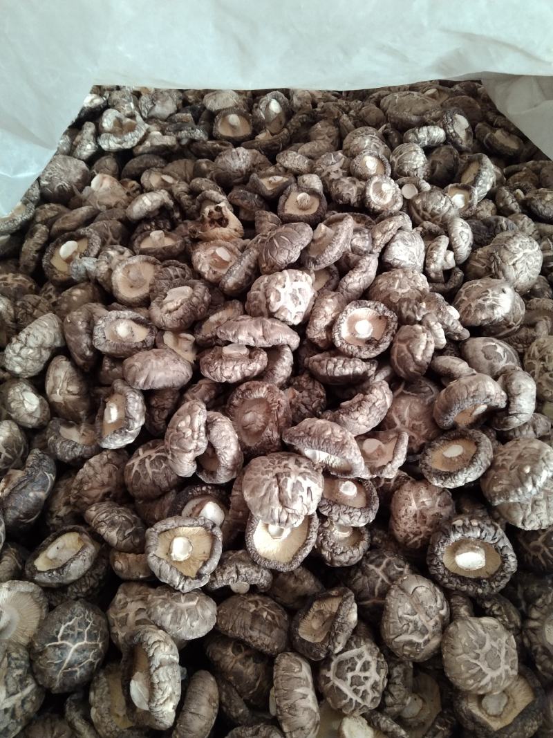 河南春栽袋料干香菇，新货，特价，复购200斤免邮费