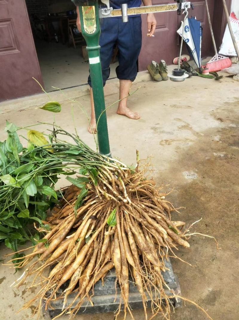 百部苗高产红花紫花白花货源充足场地直销低价批发