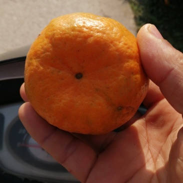 章庄铺，复兴厂，大量销售，芦柑，碰柑，