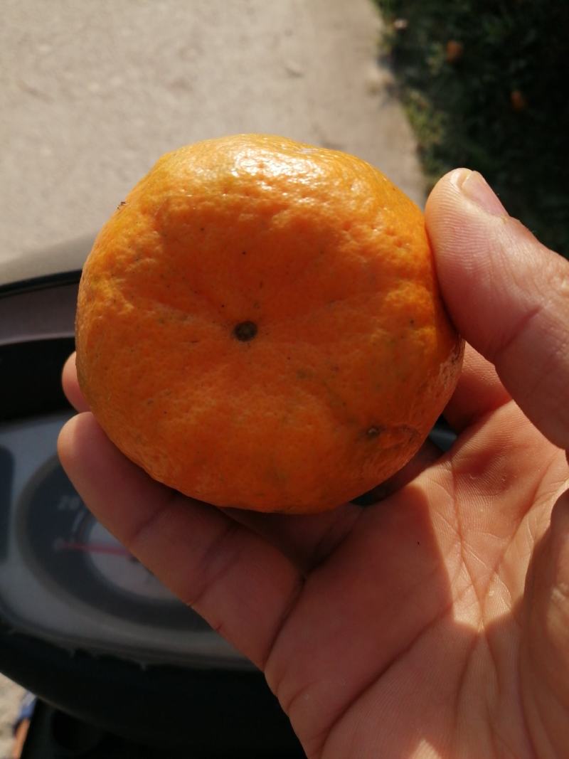 章庄铺，复兴厂，大量销售，芦柑，碰柑，