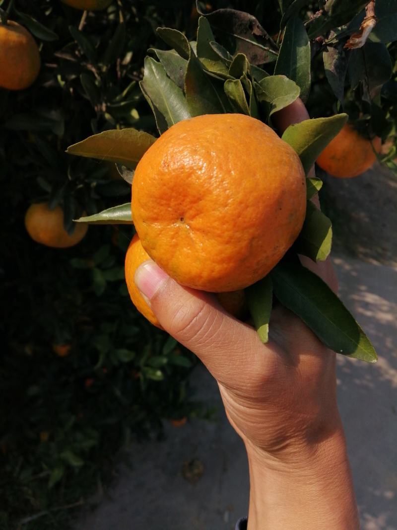 章庄铺，复兴厂，大量销售，芦柑，碰柑，