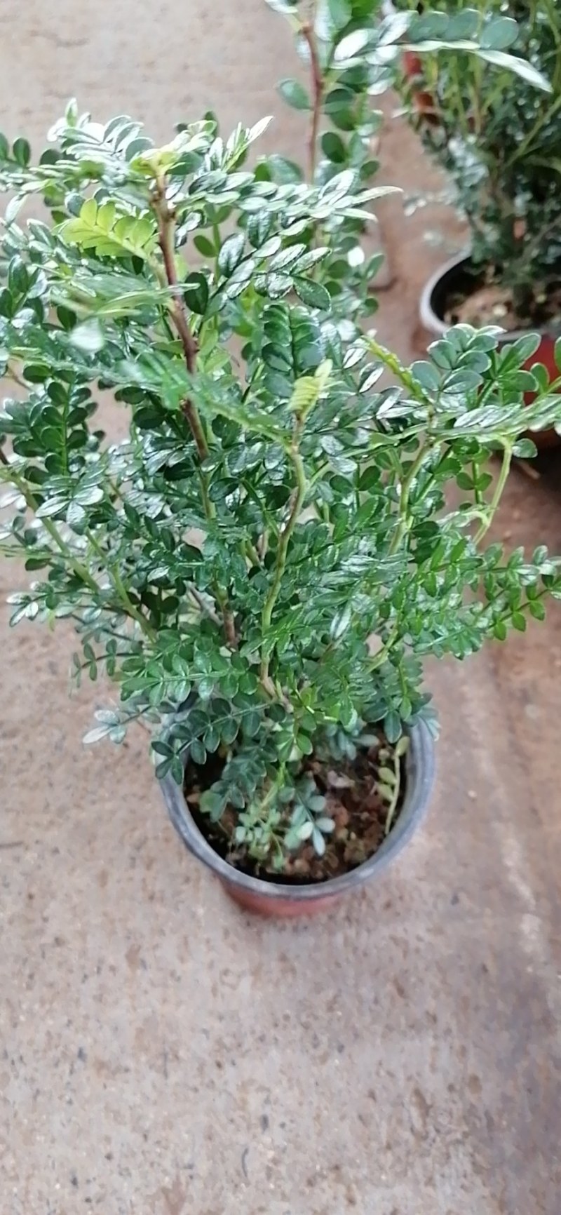 青香木又叫胡椒木盆栽，青香木盆栽室内外多能养