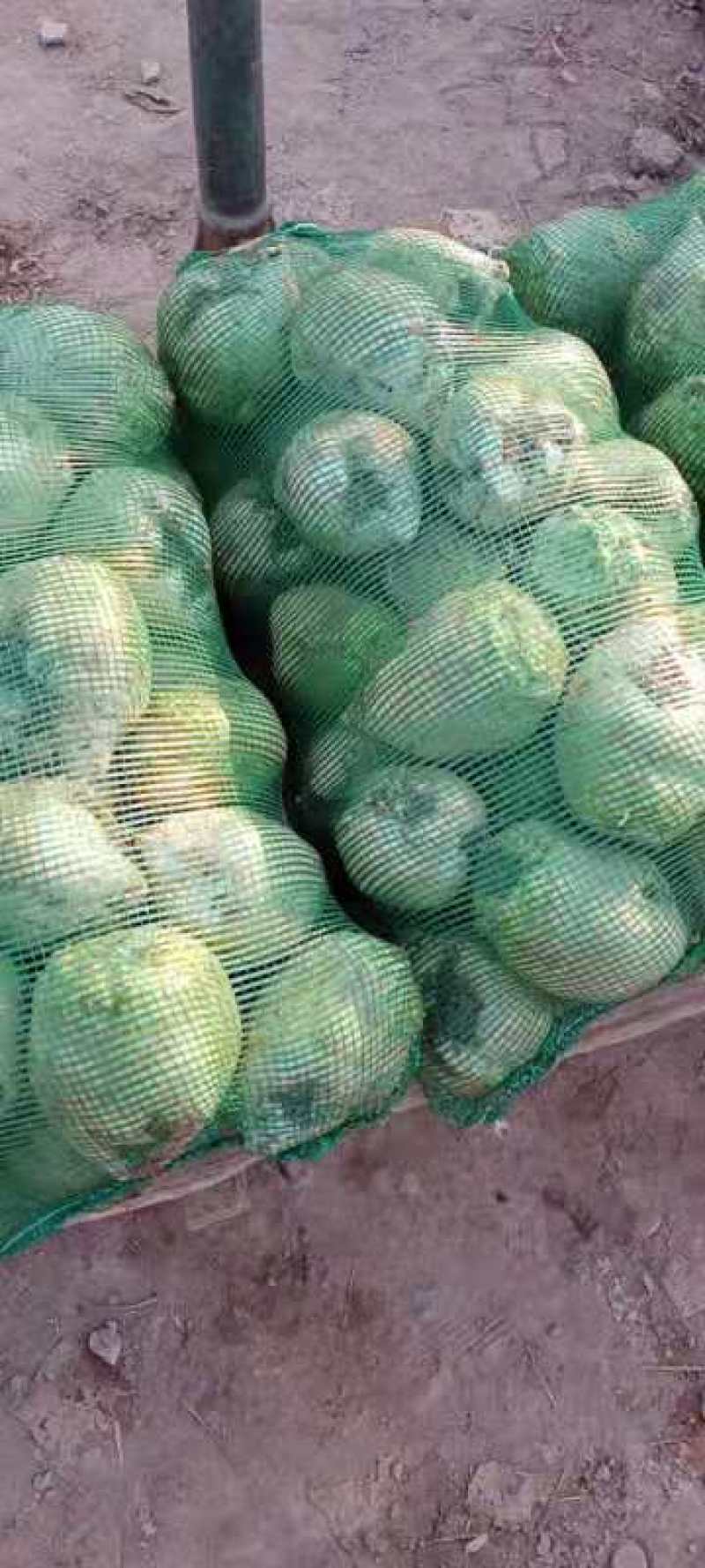 大量供应新鲜芥菜，刚上市，体形超好，个头大，鲜货