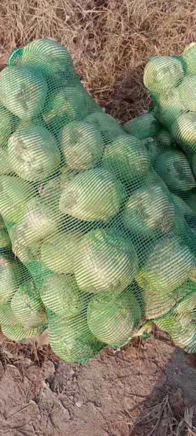 大量供应新鲜芥菜，刚上市，体形超好，个头大，鲜货