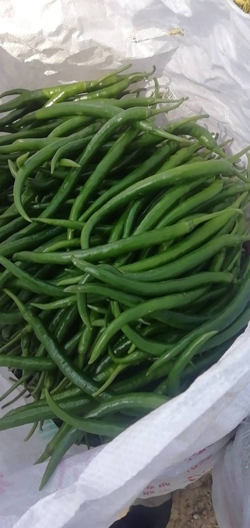 精品广西线辣椒上市条形好颜色青量大价优