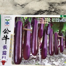 公牛茄子，中早熟，植株长势壮旺，分枝性好果长38厘米