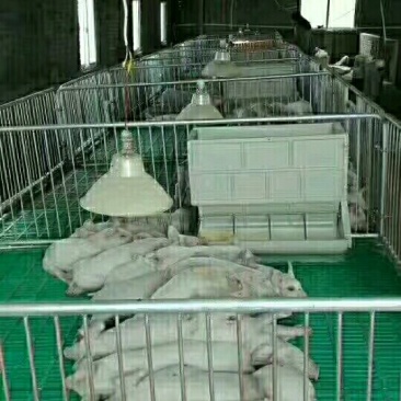 母猪产床定位栏保育床厂家直销质优价廉量大优惠