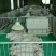 母猪产床定位栏保育床厂家直销质优价廉量大优惠