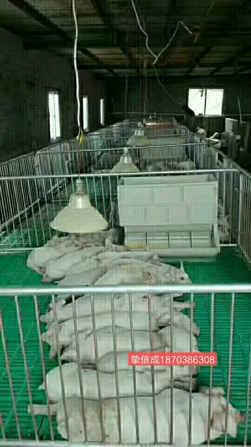 母猪产床定位栏保育床厂家直销质优价廉量大优惠