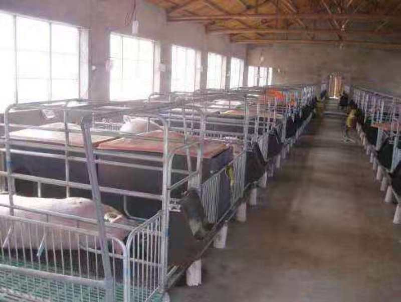 母猪产床定位栏保育床厂家直销质优价廉量大优惠