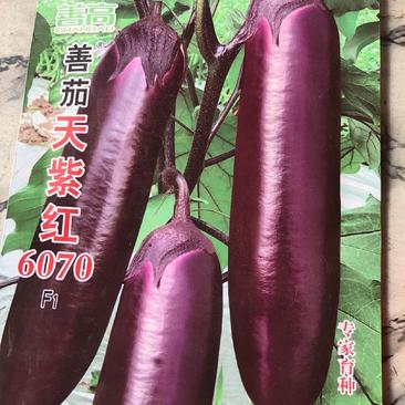 天紫红茄子，中熟，生长势强，顺直，杂交品种，