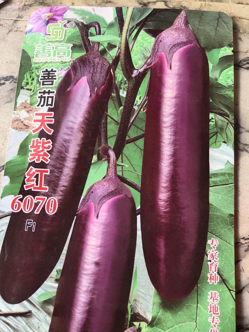 天紫红茄子，中熟，生长势强，顺直，杂交品种，