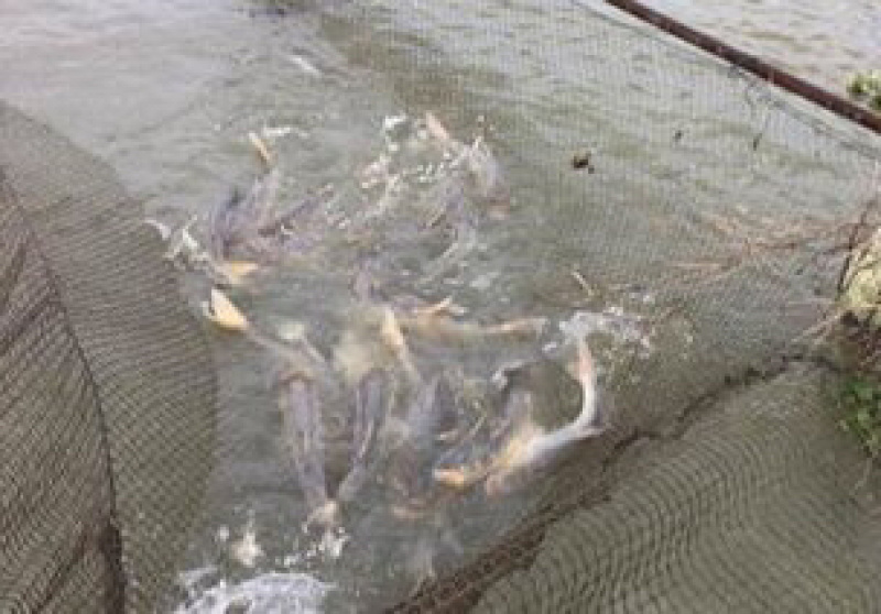 花鲢鱼苗规格齐全长势好存活率高欢迎来电咨询