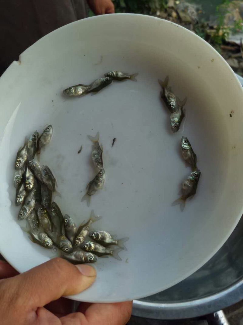 花鲢鱼苗规格齐全长势好存活率高欢迎来电咨询